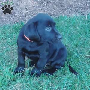 Andrea, Black Labrador Retriever Puppy
