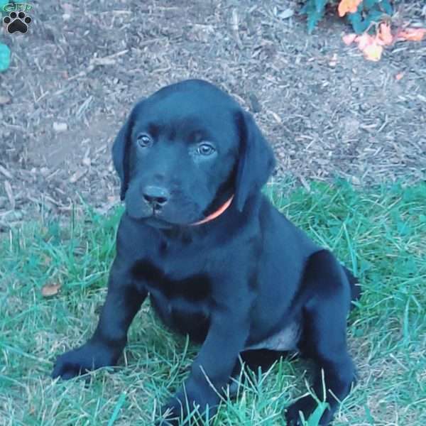 Andrea, Black Labrador Retriever Puppy