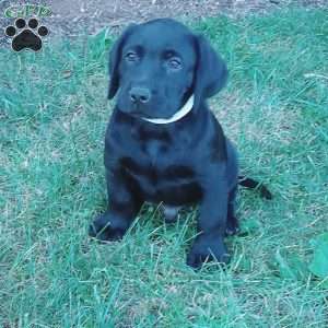 Aaron, Black Labrador Retriever Puppy