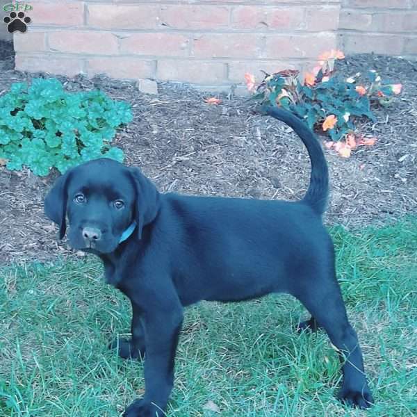 Amber, Black Labrador Retriever Puppy