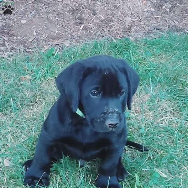 Ace, Black Labrador Retriever Puppy