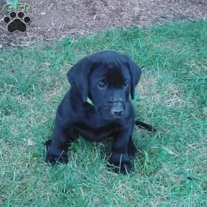 Ace, Black Labrador Retriever Puppy
