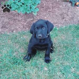 Alicia, Black Labrador Retriever Puppy