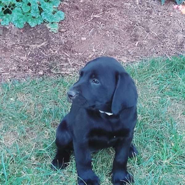 Alicia, Black Labrador Retriever Puppy