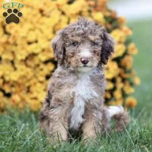 Tiffany, Sheepadoodle Puppy