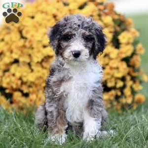 Trea, Sheepadoodle Puppy