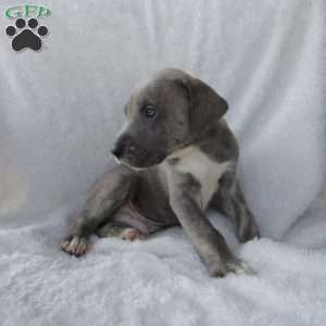 Rosco, Great Dane Puppy
