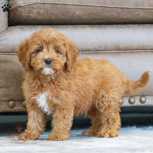 Sammy, Cavapoo Puppy