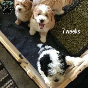 Duke, Mini Bernedoodle Puppy