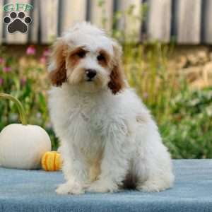 Morgan, Cavapoo Puppy