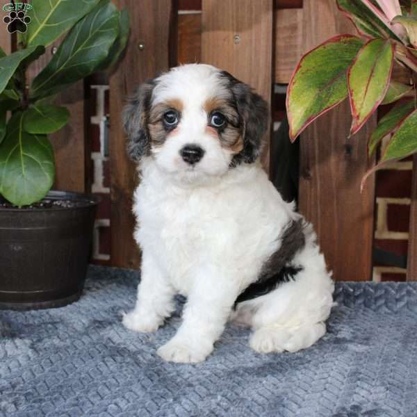 Lola, Cavapoo Puppy
