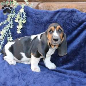 Betty, Basset Hound Puppy
