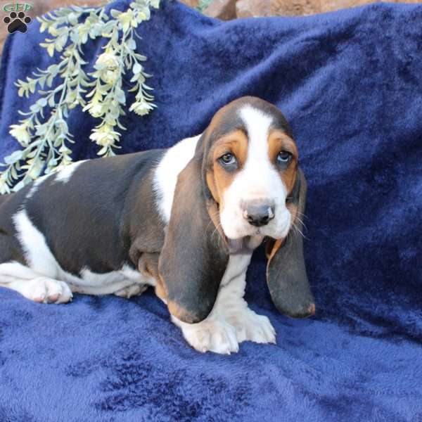 Bessie, Basset Hound Puppy