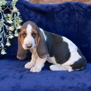 Blondie, Basset Hound Puppy