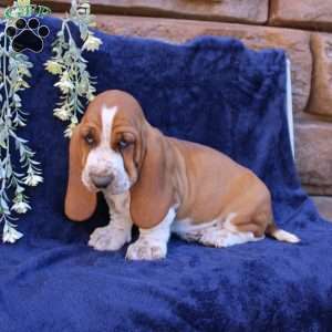 Boone, Basset Hound Puppy
