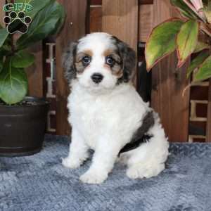 Lola, Cavapoo Puppy