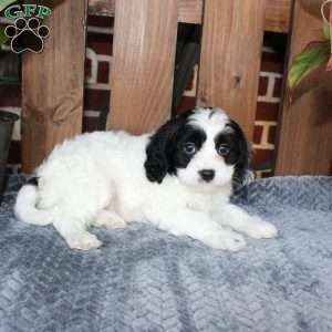 Luke, Cavapoo Puppy
