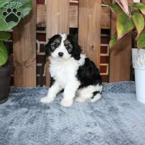 Lilly, Cavapoo Puppy