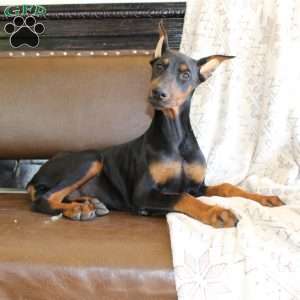 Sasha, Doberman Pinscher Puppy