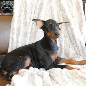 Sunshine, Doberman Pinscher Puppy