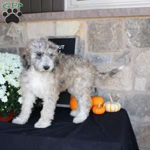 Satelite, Mini Labradoodle Puppy