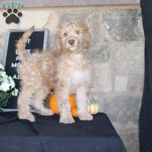Sunshine, Mini Labradoodle Puppy