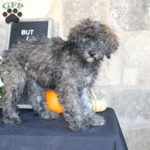 Sundae, Mini Labradoodle Puppy