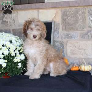 Sunset, Mini Labradoodle Puppy