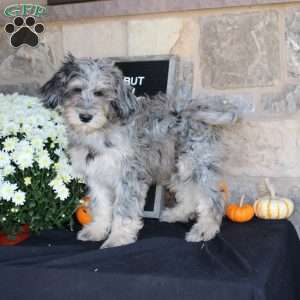 Shadow, Mini Labradoodle Puppy