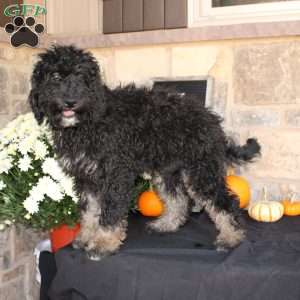 Johnson, Mini Labradoodle Puppy