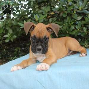 Mack, Boxer Puppy