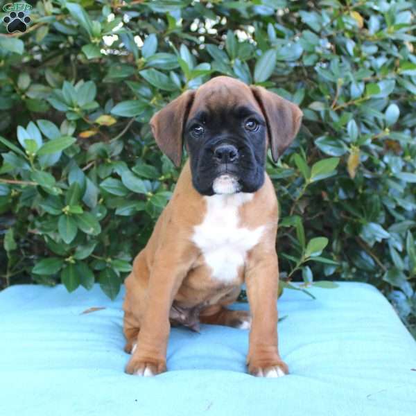 Marshal, Boxer Puppy