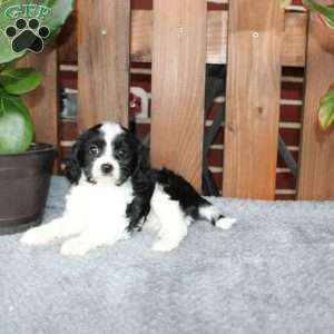 Ace, Cavapoo Puppy