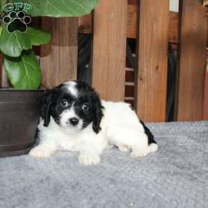 Abby, Cavapoo Puppy