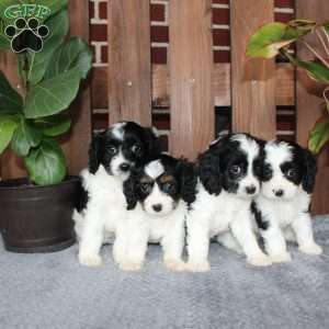 Ace, Cavapoo Puppy