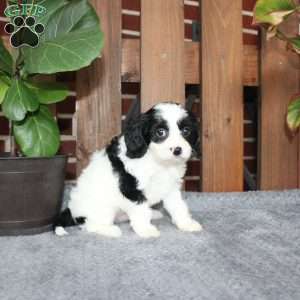 Alex, Cavapoo Puppy