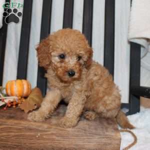 Pam, Mini Goldendoodle Puppy