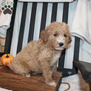 Polly, Mini Goldendoodle Puppy