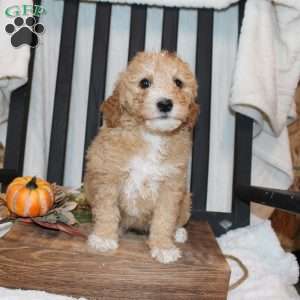 Penelope, Mini Goldendoodle Puppy