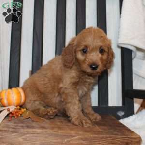 Pete, Mini Goldendoodle Puppy