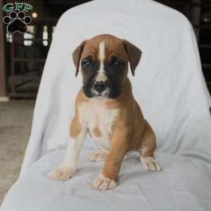 Baxter, Boxer Puppy