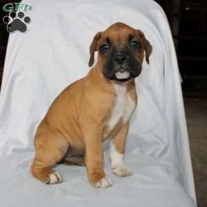 Boone, Boxer Puppy