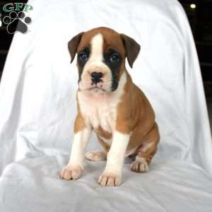 Billy, Boxer Puppy