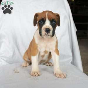 Beauty, Boxer Puppy