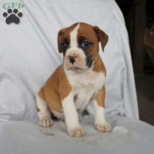 Betsy, Boxer Puppy