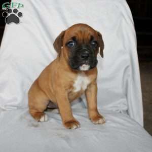 Betty, Boxer Puppy