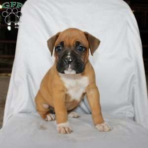 Bell, Boxer Puppy