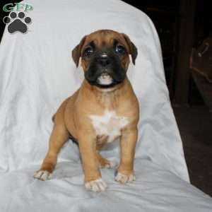 Barb, Boxer Puppy