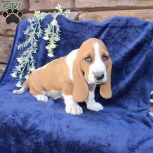 Baxter, Basset Hound Puppy