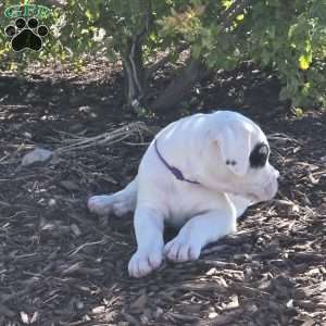 Patchy the pirate, Dogo Argentino Puppy